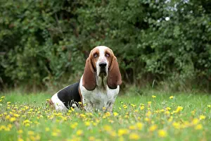 Bassett: DOG Basset Hound in a field