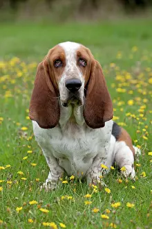 Bassett: DOG Basset Hound in a field