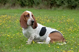 Bassett: DOG Basset Hound in a field