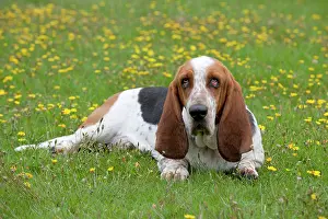 Bassett: DOG Basset Hound in a field