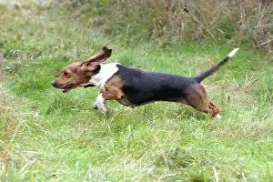 Flushing: Dog - basset hound (from de la Baume ) - Hunting for rabbit