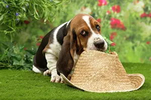 Bassett: Dog - Basset Hound - with hat