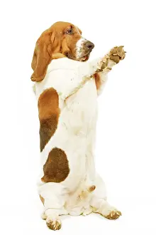 Tricks: Dog - Basset Hound on hind legs, begging