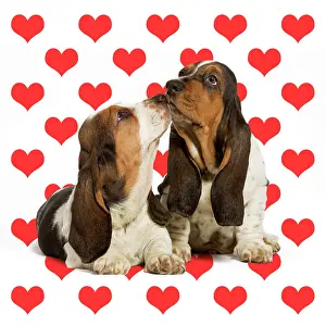 Bassets: Dog, Basset Hound, two kissing on heart background