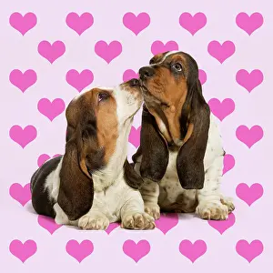Bassets: Dog, Basset Hound, two kissing on heart background