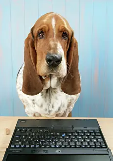 Laptop: DOG. Basset hound at a laptop