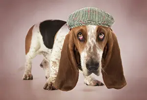 Basset: DOG