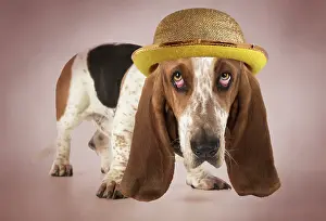 Miserable: DOG - Basset Hound looking sad wearing gold bowler