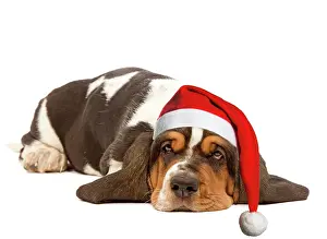 Mamals: Dog - Basset Hound - lying in studio wearing Christmas hat