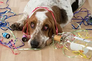 Naughty: Dog Basset Hound with party props