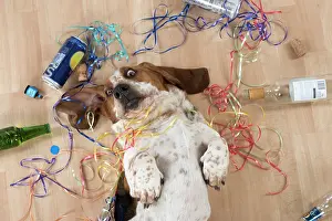 Naughty: Dog Basset Hound on his back with party props