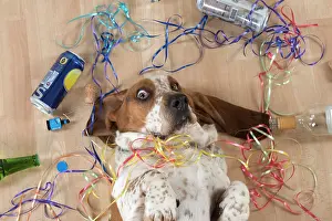 Naughty: Dog Basset Hound on his back with party props
