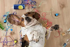 Naughty: Dog Basset Hound on his back with party props