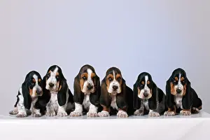 Packs: DOG - Basset Hound puppies X6