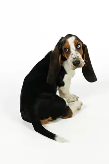 Worried: DOG. Basset hound puppy (10 weeks) sitting