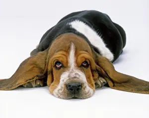 Ears: Dog - Basset Hound puppy