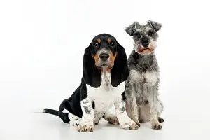 Miniatures: DOG - Basset hound puppy and miniature schnauzer