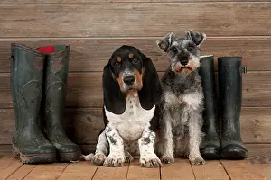 Boot: DOG - Basset hound puppy and Miniature Schnauzer