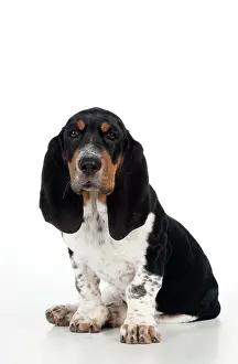 Bassets: DOG - Basset hound puppy sitting