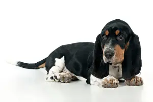 Bassets: DOG - Basset hound puppy sitting