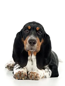 Bassets: DOG - Basset hound puppy sitting