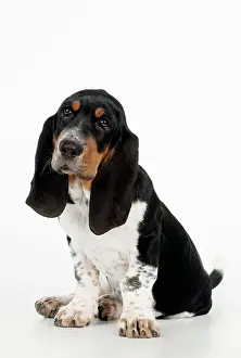 Bassets: DOG - Basset hound puppy sitting