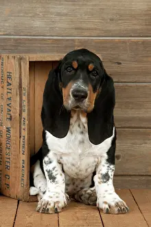 Bassets: DOG - Basset hound puppy sitting in a box