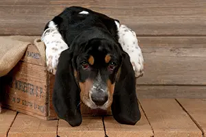 Bassets: DOG - Basset hound puppy sitting in a box