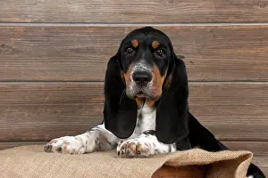 Bassets: DOG - Basset hound puppy sitting in a box