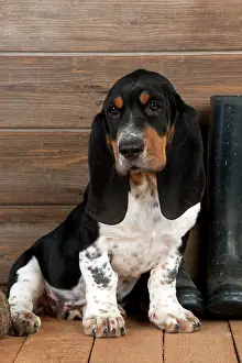 Boot: DOG - Basset hound puppy sitting with wellington boots