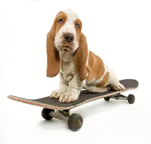 Skateboard: Dog - Basset Hound puppy in studio on skateboard
