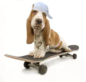 Miserable: Dog - Basset Hound puppy in studio on skateboard