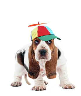 Propeller: Dog - Basset Hound puppy wearing comedy propeller