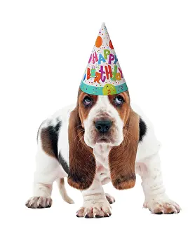 310320: Dog - Basset Hound puppy wearing happy birthday party hat