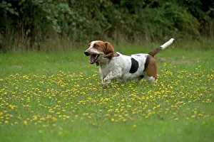 Bassett: DOG Basset Hound running in a field