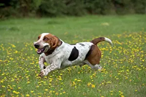 Bassett: DOG Basset Hound running in a field