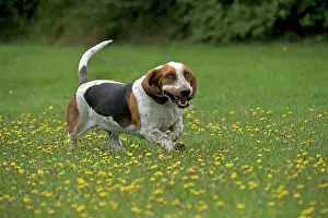 Bassett: DOG Basset Hound running in a field