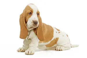 Dollar: Dog - Basset Hound sitting in studio wearing dollar