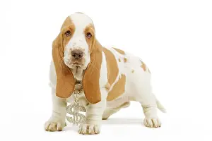 Dollar: Dog - Basset Hound standing in studio wearing dollar