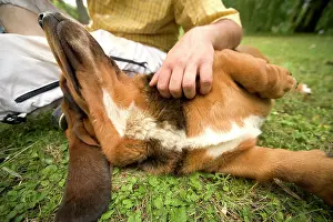 Stroked: Dog - Basset hound being stroked by owner