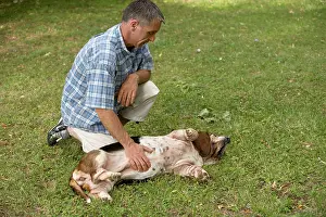Stroking: Dog - Basset Hound on back being stroked by owner