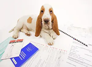 Passport: Dog - Basset Hound in studio with documentation