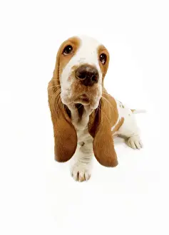 Lense: Dog - Basset Hound - in studio fish-eye lense