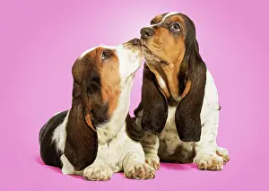 Bassets: Dog - Basset Hound - two in studio kissing