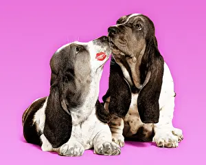 Lipstick: Dog - Basset Hound - two in studio kissing