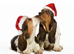 Mamals: Dog - Basset Hound - two in studio kissing wearing