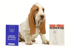 Passport: Dog - Basset Hound - in studio with pet passport