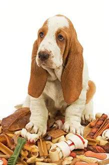 Treat: Dog - Basset Hound in studio sitting on a pile