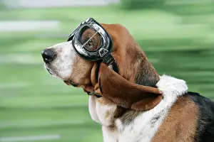 Goggles: DOG. Basset hound wearing goggles