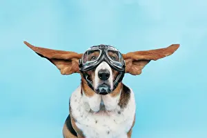 Goggles: DOG. Basset hound wearing goggles with ears out